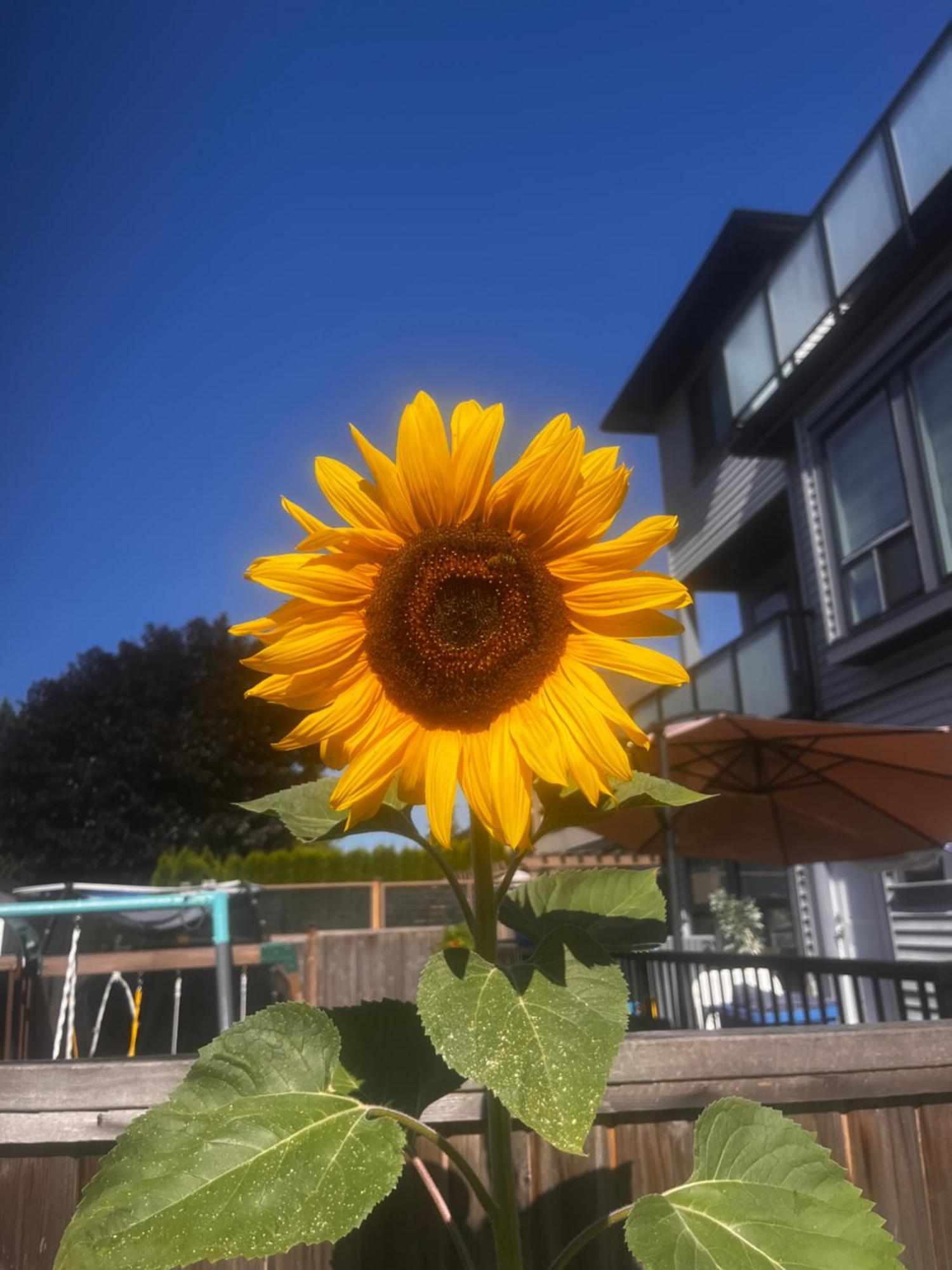 New, Spacious 2 Bedrooms In Downtown With Free Parking! Maple Ridge Exterior photo